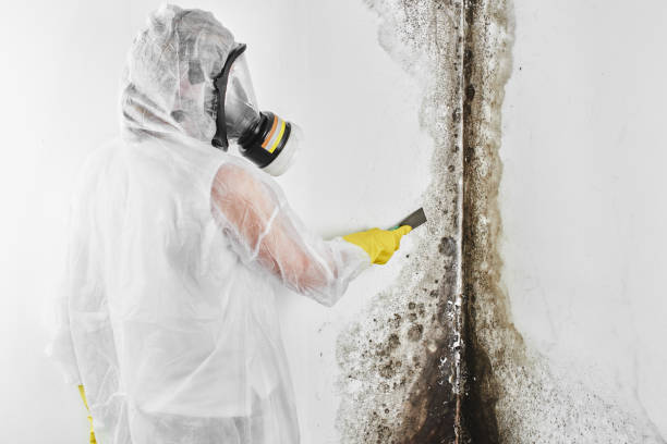 Professional Mold Removal in Summerfield, NC