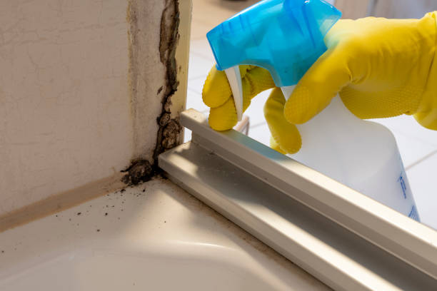 Best Residential Mold Removal  in Summerfield, NC