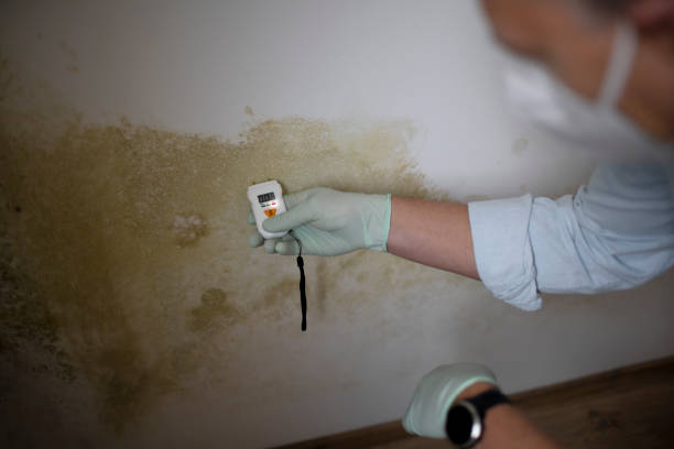 Mold Removal Process in Summerfield, NC