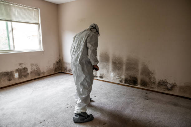 Best Mold Damage Repair  in Summerfield, NC