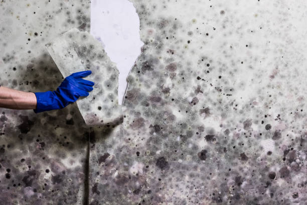 Best Mold Removal Company Near Me  in Summerfield, NC