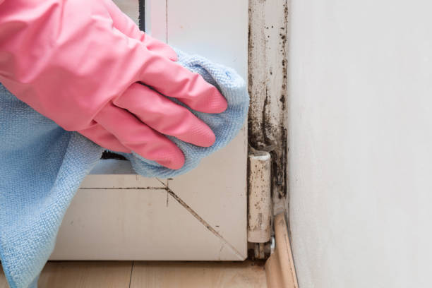 Best Toxic Mold Removal  in Summerfield, NC
