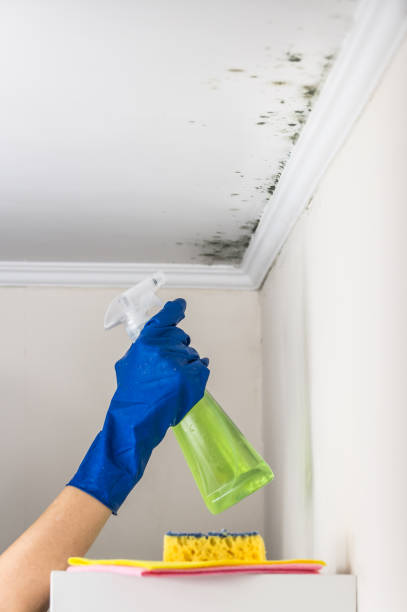 Best Affordable Mold Removal  in Summerfield, NC
